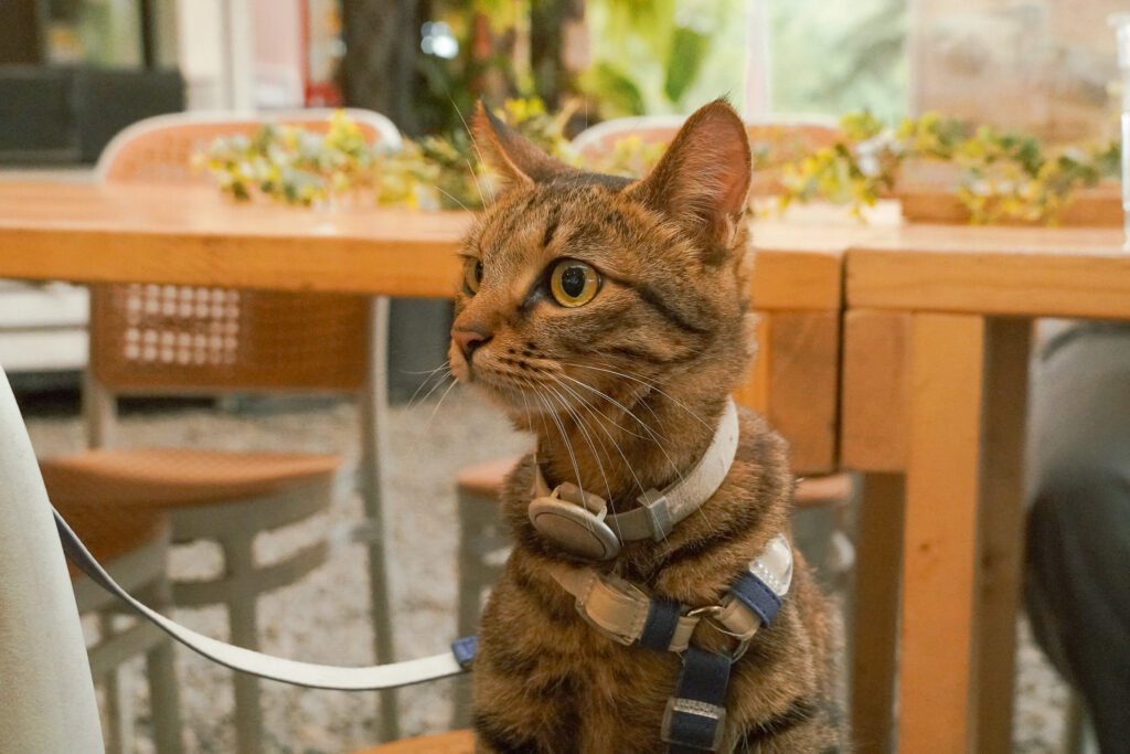 寵物友善懶人露營