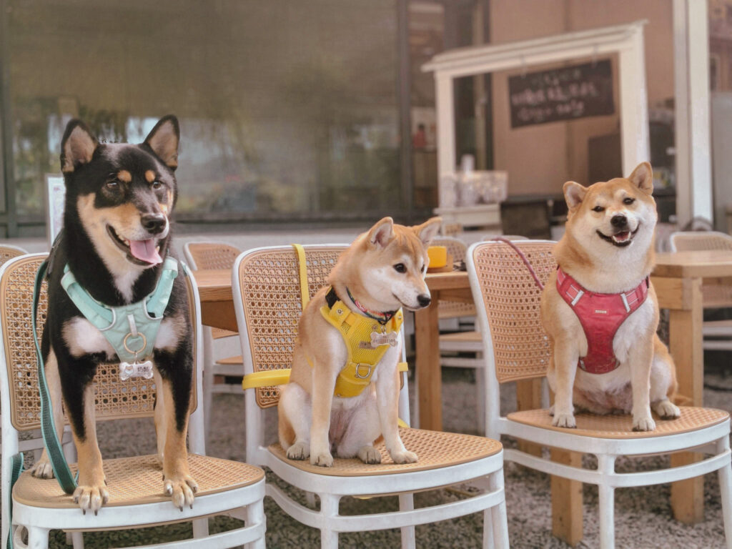 寵物友善懶人露營